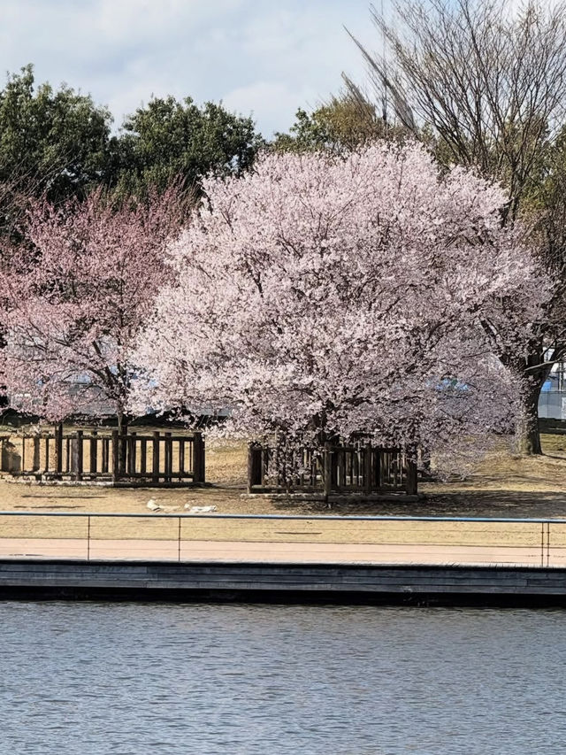 歴史と自然が調和する城下の憩い🌸 富山城址公園で静かなひととき