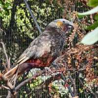 Enchanting Moments at Queenstown Kiwi Park