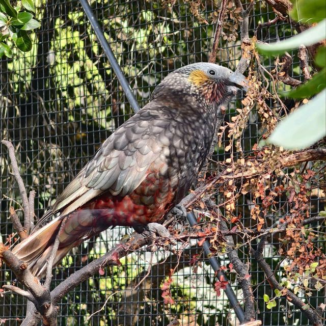 Enchanting Moments at Queenstown Kiwi Park
