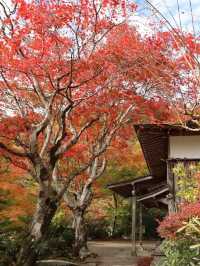 【紅葉と祈りの絶景🍂天開山泰運寺で心を整える旅】