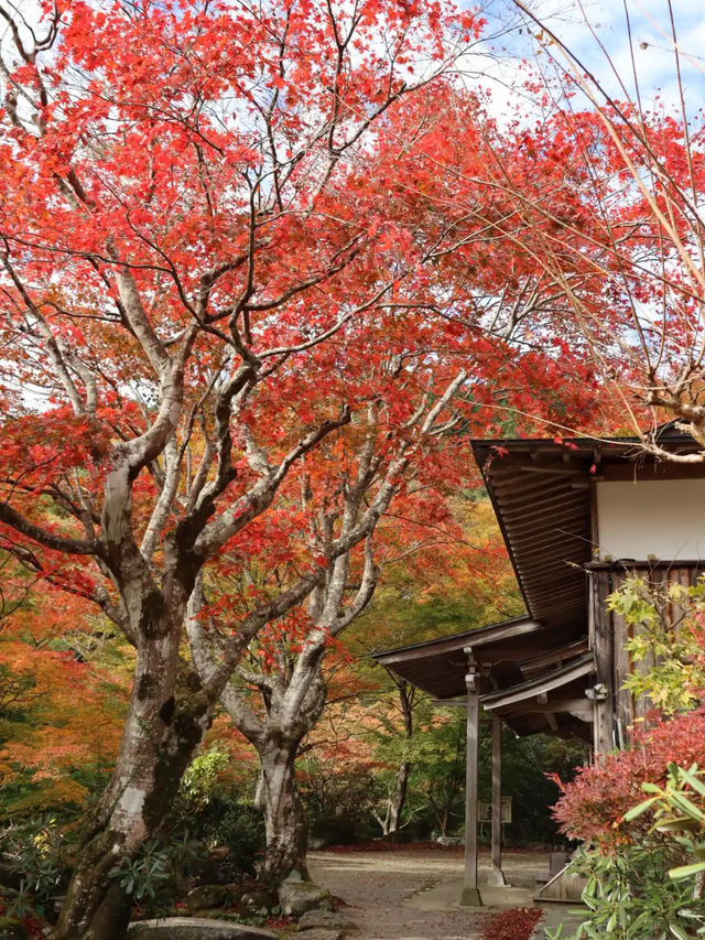 【紅葉と祈りの絶景🍂天開山泰運寺で心を整える旅】