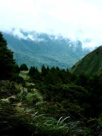 🌿【擎天崗一日遊攻略】高山草原 × 野餐散步 × 陽明山秘境之旅⛰️ 