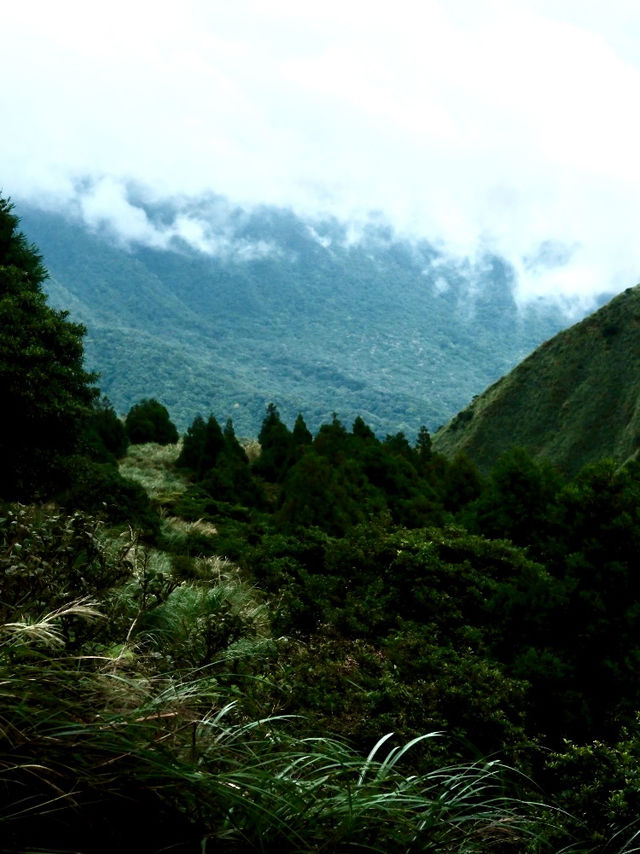 🌿【擎天崗一日遊攻略】高山草原 × 野餐散步 × 陽明山秘境之旅⛰️ 