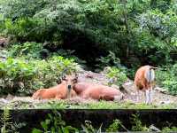 Attractions to visit in Khao Kheow Open Zoo