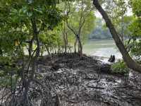 🌿 Morning Escape to Nature at Sungei Buloh Wetland Reserve 🐊🦅🌞