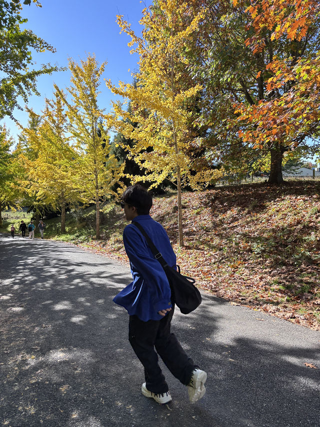 🌲陶波秘境公園｜Centennial Park 小眾森林系散步地，超出片還沒人