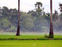จุดชมวิวดงตาลสามโคก ที่เที่ยวปทุมธานี