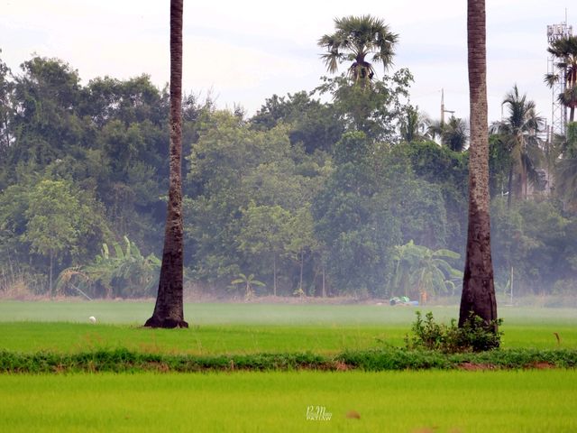 จุดชมวิวดงตาลสามโคก ที่เที่ยวปทุมธานี