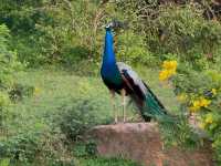 Wild Times at Yala National Park