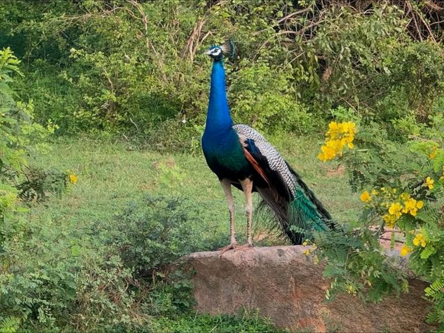 Wild Times at Yala National Park
