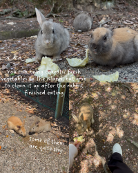 [Japan 🇯🇵] Okunoshima (Rabbit Island): An Unforgettable Hoppy Adventure!