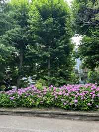 สวนอุเอโนะ (Ueno Park)