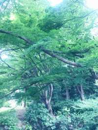 【大人な井の頭公園　東京　吉祥寺　三鷹　井の頭池アラウンドウォーキング】