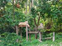 Get Wild at Khao Kheow Open Zoo