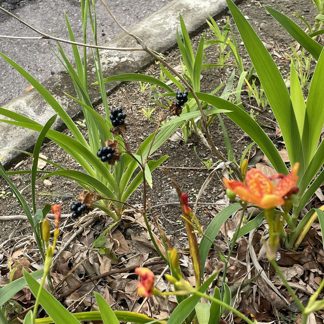 美崙溪畔公園之美