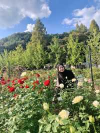 Everland Rose Garden: South Korea