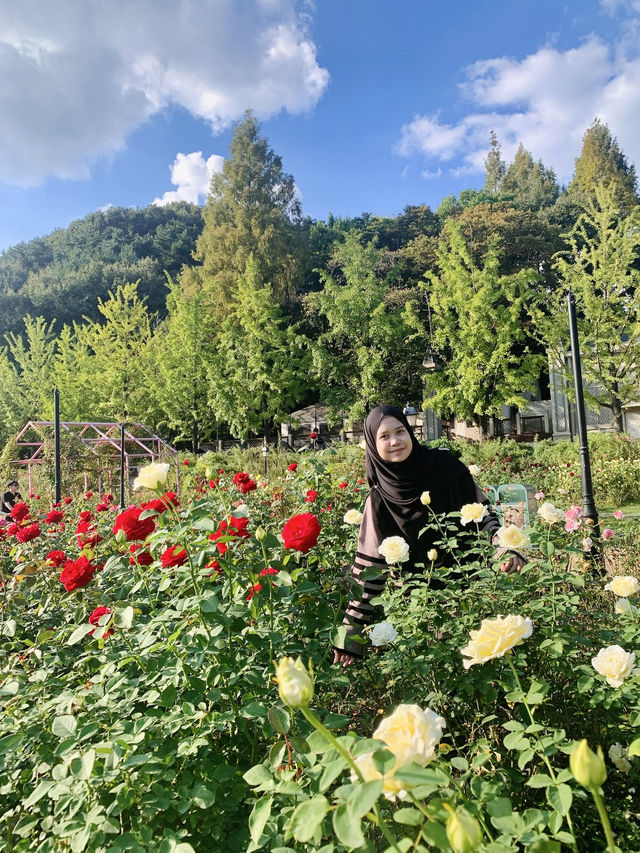Everland Rose Garden: South Korea