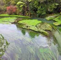 Te Waihou Walkway – New Zealand’s Hidden Gem of Crystal Waters 