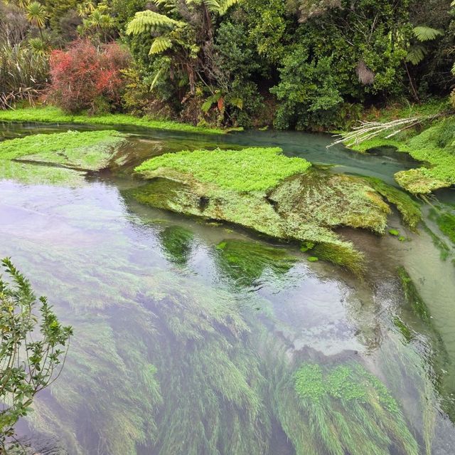 Te Waihou Walkway – New Zealand’s Hidden Gem of Crystal Waters 