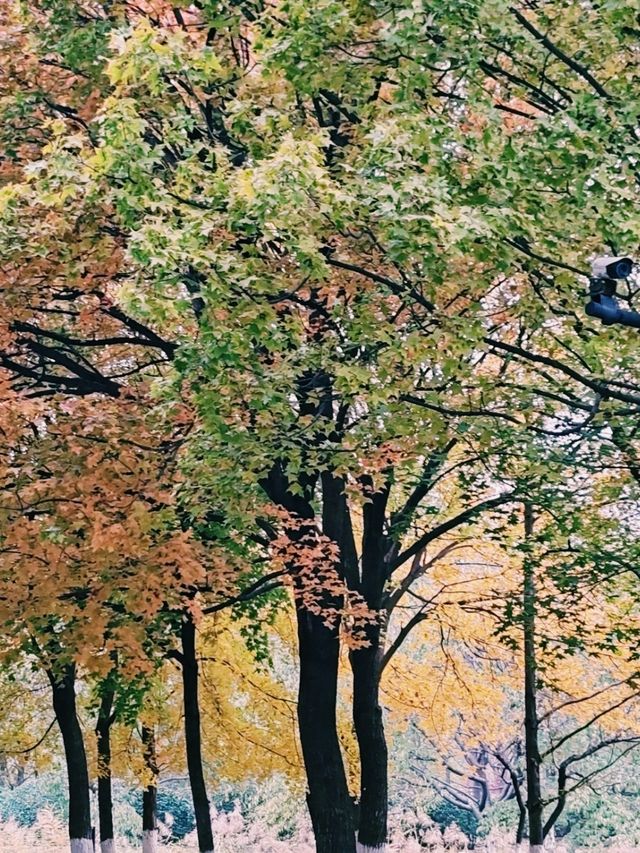 Autumn Splendor in Olympic Forest Park