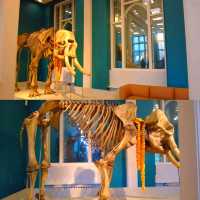 Manchester Museum