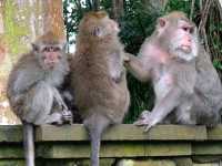 Sangeh Monkey Forest – A Peaceful Jungle in Bali