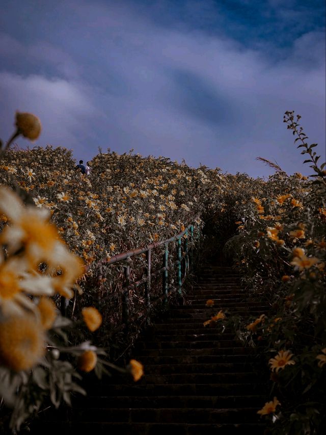 Thung Bua Tong Fields