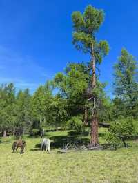 Reindeer Herders’ Village – Taiga, Mongolia