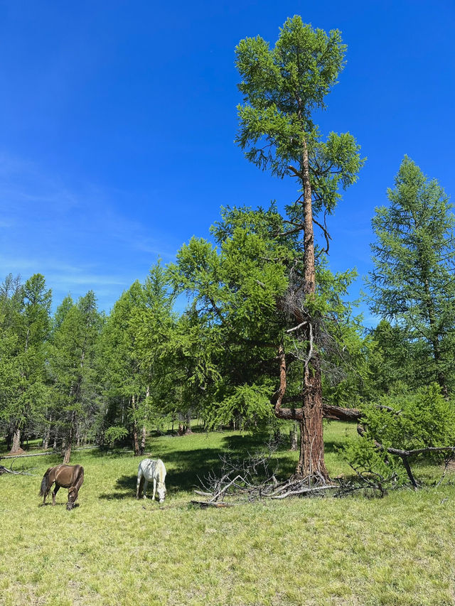 Reindeer Herders’ Village – Taiga, Mongolia