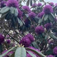 Dreamy Nature in Royal Botanic Gardens (Edinburgh)