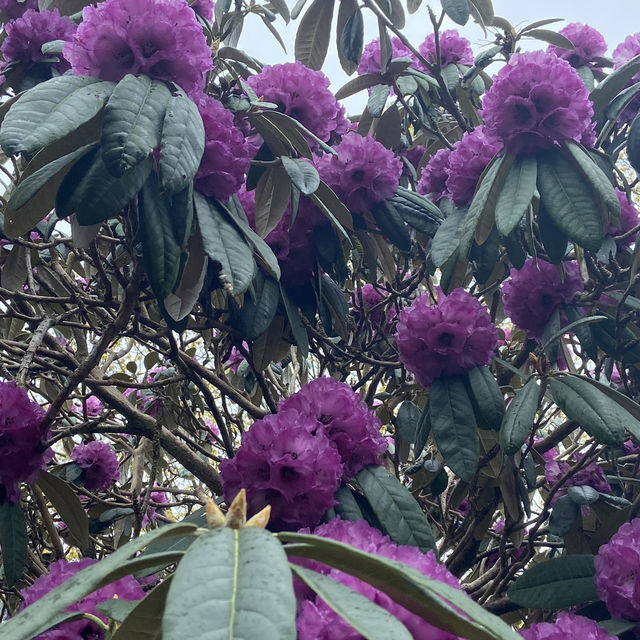 Dreamy Nature in Royal Botanic Gardens (Edinburgh)