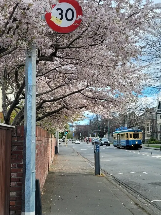 Stroll in the beauty of spring in Christchurch