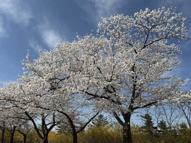 Bomun Lake