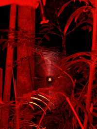 Twilight Trails and Tiny Lights: Exploring Gold Coast’s Rainforest Glow Worms