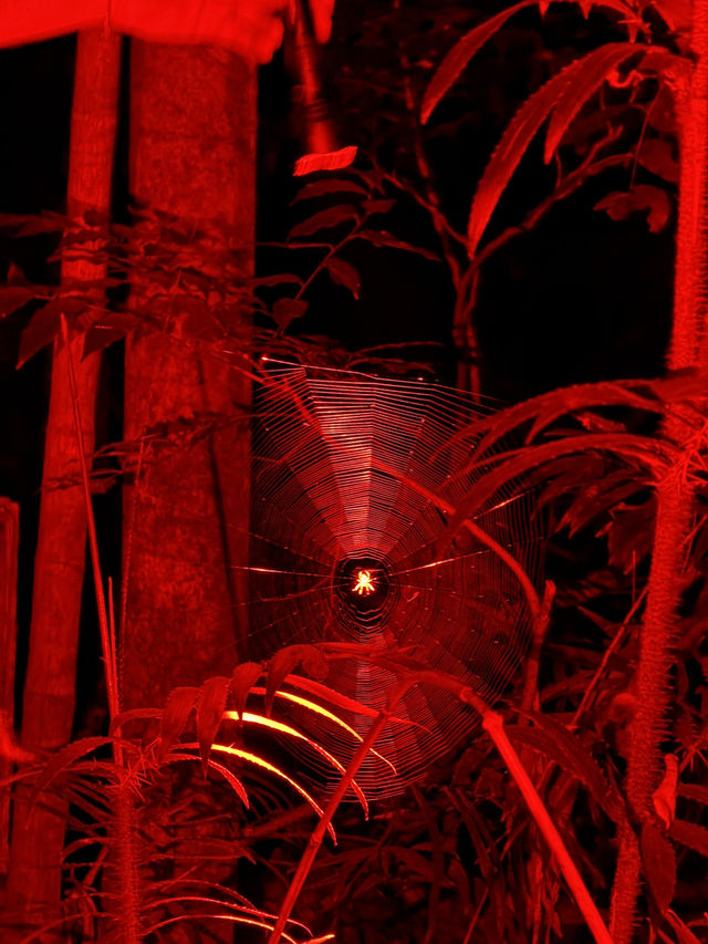Twilight Trails and Tiny Lights: Exploring Gold Coast’s Rainforest Glow Worms Twilight Trails and Tiny Lights: Exploring Gold Coast’s Rainforest Glow Worms