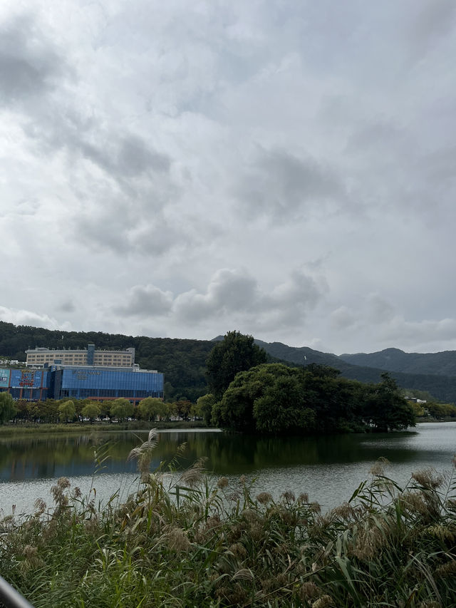가을 감성 가득한 대구 수성못 🌾 반짝이는 호수 옆 갈대밭 산책코스