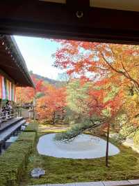 🍁 A Breathtaking Autumn at Eikando, Kyoto