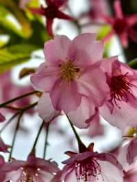 SAKURA JINGU.