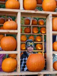 🎃 南瓜屋與游隼之家