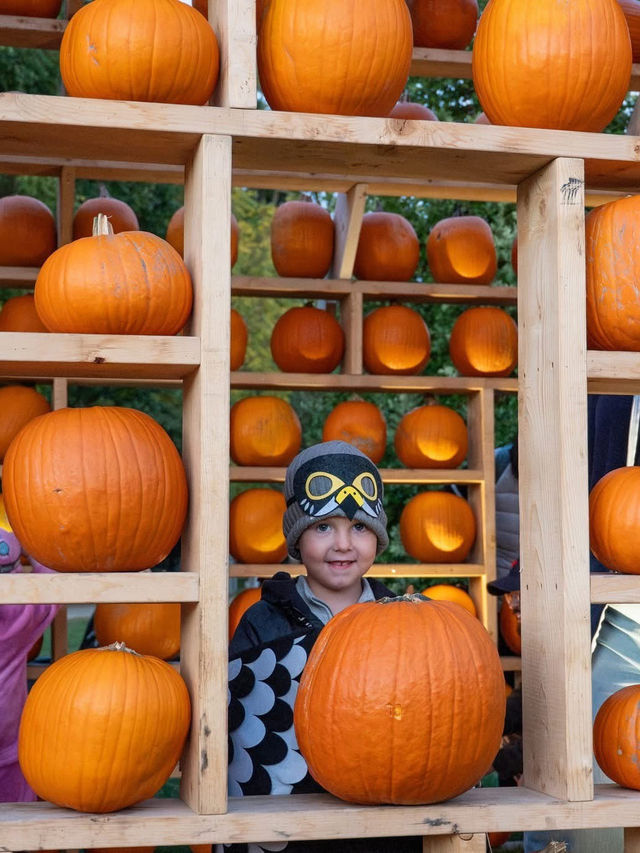 🎃 南瓜屋與游隼之家