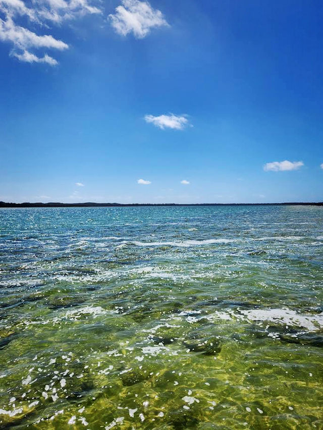 Lake Clifton Thrombolites: Earth's Ancient Life Forms