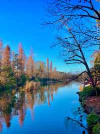 🍁 도쿄의 가을을 담은 이노카시라 시공원 산책 🇯🇵🍂