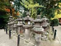 奈良春日大社～穿越千年的神秘能量場！萬盞石燈籠與神鹿共舞的仙境🦌🏮