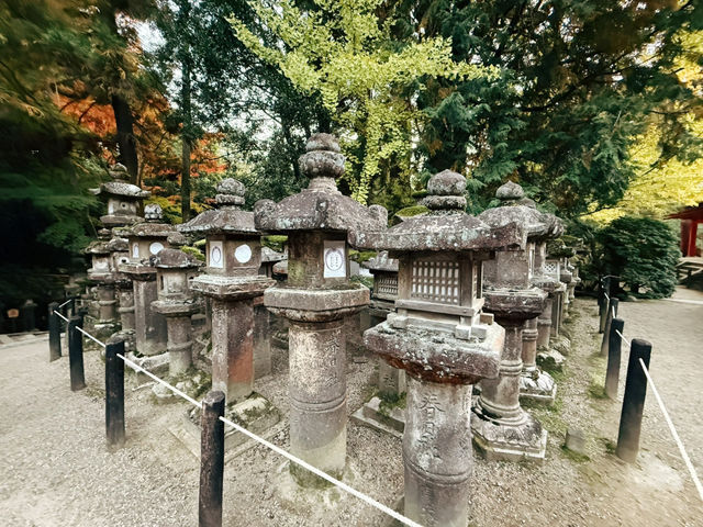 奈良春日大社～穿越千年的神秘能量場！萬盞石燈籠與神鹿共舞的仙境🦌🏮