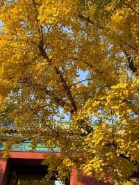 Under the Ginkgos of Di Tan