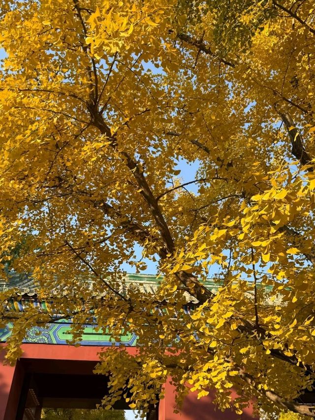 Under the Ginkgos of Di Tan