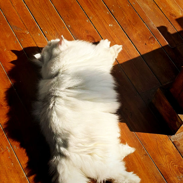 Nanjing Road Pedestrian Street, Shanghai: A Lively Urban Walk