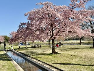 【東京・府中】まだ知られていない早咲きの桜の公園