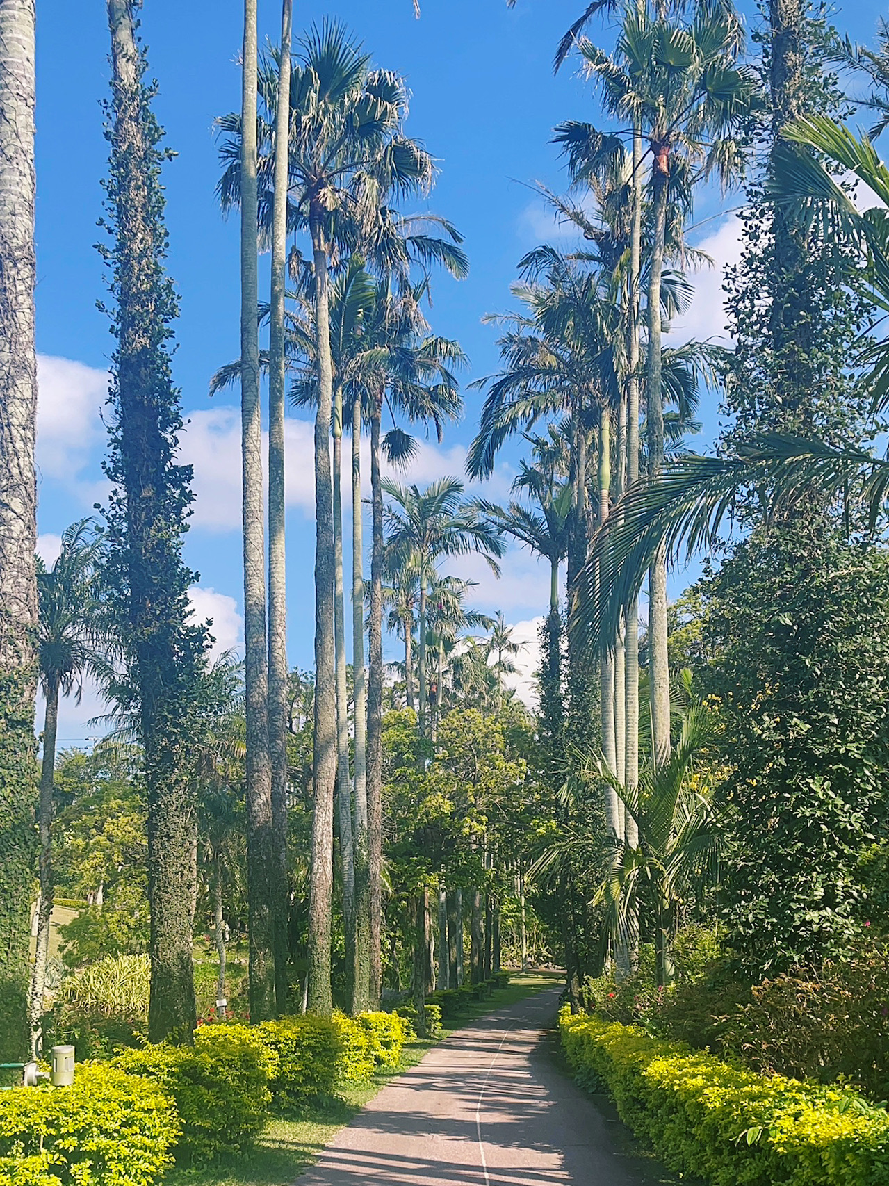 沖縄の熱帯ジャングルに迷い込んだ！？東南植物楽園でパワーチャージ🌿