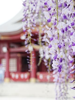 【黃金週推薦景點 Part 1】境內前400年樹齡的紫藤正值盛開期！